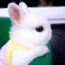ウサギちゃん cute rabbit 動物 かわいい 子ウサギ かわいいペット