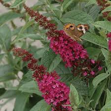 We did not find results for: Butterfly Bush Care And Maintenance Garden Mandy