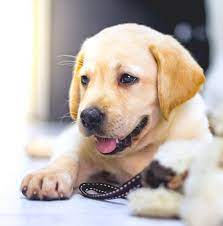 Search land for sale in raleigh nc. Labrador Retriever Club
