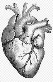 Extend two curved lines upwards from the irregular shape. Clipart Anatomical Heart Big Anatomical Heart Drawing Hd Png Download 1620x2400 175213 Pngfind