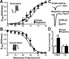 Mechanisms Of Concerted Firing Among Retinal Ganglion Cells - Sciencedirect