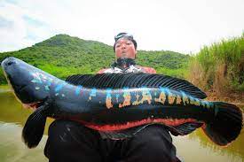 Fishing Discover John P Friel Ph D On Twitter Glavnaya Tvitter In 2020 Pretty Fish Snakehead Fish Animal Photo
