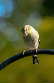 Gouldian finch, vogel, bunt, fink, bildschirmhintergrund. Niedlich Kleine Goldene Finke Foto Vorratig Crushpixel