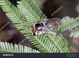 Image result for Lipotriche