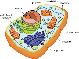 Eukaryotic Cell Structure And Function Eukaryotic Cell Cell Parts Cell Membrane Transport