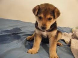 Are they really as great as everyone says? Chocolate Lab Husky Mix Puppies For Sale Petsidi