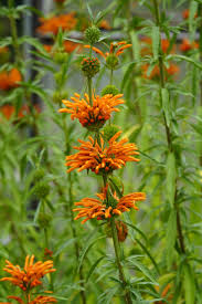 Image result for Leonotis