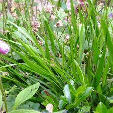 Image result for hakonechloa macra nicolas