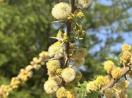 Image result for Acacia hebeclada