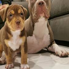 Peach state pitbulls puppies for sale have massive bone and thickness. Pitbull Puppies For Sale Pitbull Puppies Pit Bull Puppies For Sale