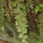 Image result for Hymenophyllum splendidum