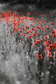 Black And White Pictures With Red That One Detail Red Photography Color Splash Photo Color Splash