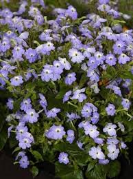 Image result for Browallia americana