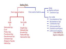 Classification Of Bacteria Lamasa Jasonkellyphoto Co