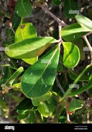 Image result for Rhoicissus digitata