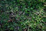Image result for Eragrostis tenuifolia