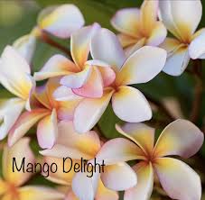 Pin By Beverly Seeto On Pickering Brook Frangipanis In 2020 Frangipani Plumeria Flowers