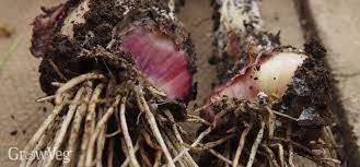 Visual symptoms generally do not appear until the base of the plant is infected. How To Control Onion White Rot