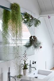 This is especially true of deciduous trees and shrubs, as they have less acidic bark, making them more susceptible to moss growth. Spanish Moss Low Maintenance Greenery For Your Living Room The Star