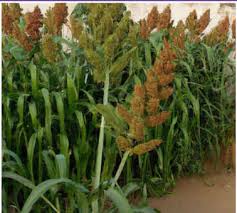 Image result for Echinochloa brevipedicellata