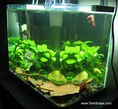 10 Gallon Fish Tank Stand Ideas For Your Aquarium Betta Fish Fish Tank Betta Fish Tank