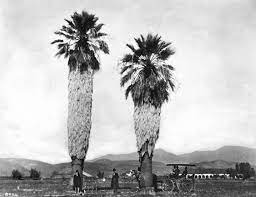 The one of the most notable varieties is the california or hawaii palm trees how many hawaii palm trees do you think there are? A Brief History Of Palm Trees In Southern California Kcet