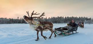 Ein unvergesslicher winterurlaub im arktischen finnland besteht aus 5 aktivitäten. Winterurlaub Skiurlaub Ski Finnland Skifahren Ski Fi