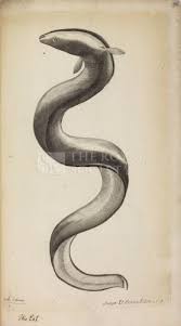 Historia Piscium Est Un Livre Richement Illustre Du Naturaliste John Ray Parfois Appele Le Pere De L Histoire Naturelle Anglaise Epistemologie In 2019