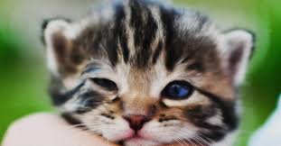 Untuk hewan yang mudah ditemui seperti. Kucing Baru Lahir 24 Gambar Berapa Hari Selepas Kelahiran Mereka Membuka Mata Mereka Dan Mula Berjalan Berapa Berat Anak Kucing Peraturan Penjagaan