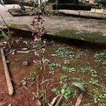 Image result for Oeceoclades saundersiana