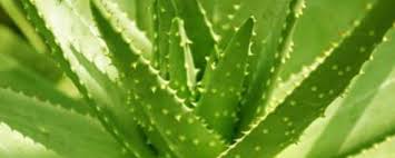 Feb 16, 2021 · aloe plant disease. Pruning Method Of Pink Green Aloe Vera The Plant Aide