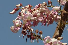 Image result for Gutenbergia polycephala