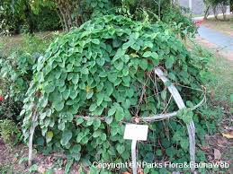 Image result for Telosma