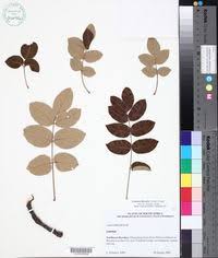 Image result for Lannea antiscorbutica