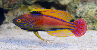 Chewy.com has been visited by 100k+ users in the past month Fish Health Importance Of Water Changes In Fresh Saltwater Aquariums