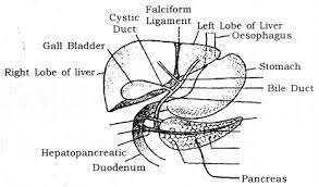 Form specific compounds such as coagulation factors and somatomedins or. Draw A Labelled Diagram Of Location Of Liver Pancreas And Gall Bladder And Their Associated Ducts Cbse Class 10 Science Learn Cbse Forum
