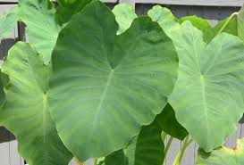Upright elephant ear plant care. Shop Mammoth Elephant Ear Roots Colocasia Esculenta Shipping Included Strongly Deer Resistant And Repellent And Other Seeds At Harvesting History