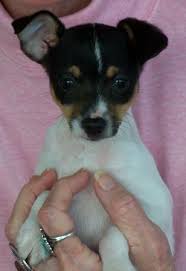 Toy fox terriers are small dogs with a muscular and athletic appearance. Toy Fox Terrier Puppies Available Now Pet And Show Quality Puppy Pictures