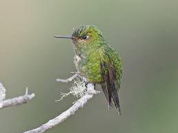 Image result for Tridactyle virgula