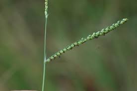 Image result for Paspalum