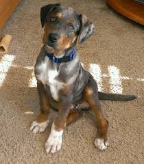 Black And Tan Catahoula Leopard Dog Jack Louisiana Catahoula Leopard Dog 3 Leopard Dog Beautiful Dogs Dogs
