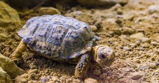 Image result for Tolpis capensis