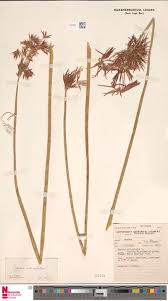 Image result for Tricliceras lobatum