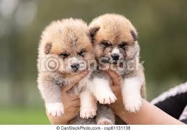 Akita dog breed info & pictures. Red Japanese Akita Puppies Walks Outdoor At Park Red Japanese Akita Akita Inu Puppies Walks Outdoor At Park Canstock