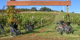 Co navštívit a vidět na jižní moravě? Na Kole Z Vinice Do Vinice Jizni Morava