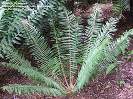 Image result for Encephalartos ngoyanus