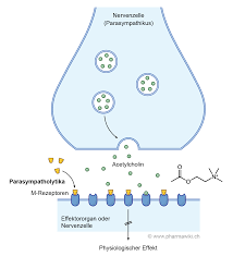 Pharmawiki Tollkirsche