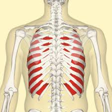 What conditions affect the rib cage? Internal Intercostal Muscles Wikipedia