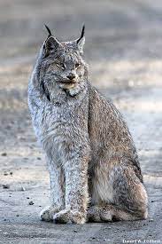 Rufus) live in north america. Canada Lynx Wild Cats Cats Animals