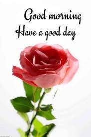 Good morning flower wallpapers colorful roses 4k is a free app that has full high definition (hd) flowers wallpapers for you. Good Morning Rose Flower Image Free Download Good Morning Rose Images Good Morning Flowers Good Morning Roses